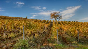 Produttori Del Gavi