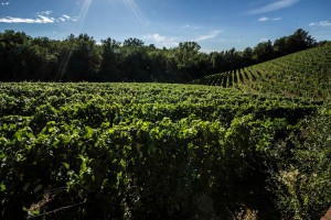 Cascina Gentile (visite solo su prenotazione)