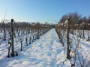 Azienda Vitivinicola Ribaldone Sofia