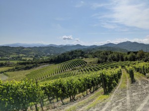 Azienda Agricola Magda Pedrini