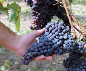 Vini Deregibus - Azienda Agricola di Solinas Matteo