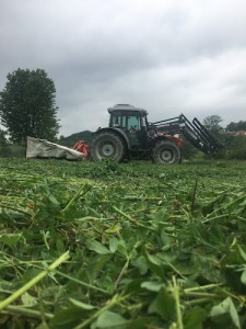 Azienda agricola Borreani Vanda