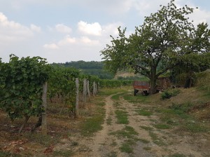 Azienda Agricola Di Bergaglio Cinzia