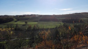 Azienda Agricola Nuova Cappelletta s.s.