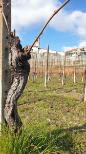 Clerico Massimo, Winemaker, Direct Sales Of Lessona wines from the cellar