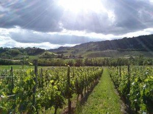 Azienda Agricola Camorali Pierluigi