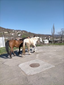 Alimentari-Forno Di Nizzi Mila