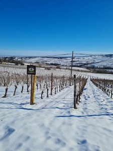 Azienda Vitivinicola Lusenti