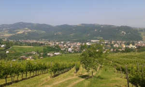 Azienda Agricola Marengoni