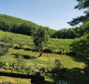 Crocizia - Azienda Agricola Biologica