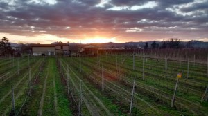 Azienda Agricola Stefano Ferrucci Societa' Agricola S.S.