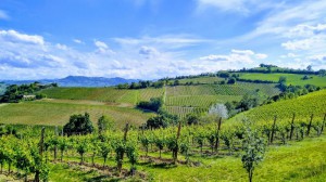 Azienda Agricola Collina Daniele