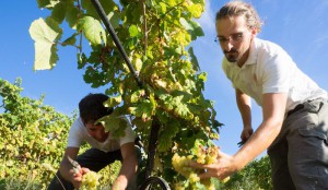 Tenuta Nasano