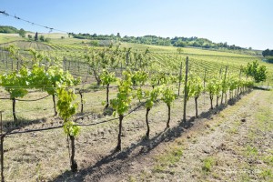 Azienda Agricola Biologica Valle delle Lepri