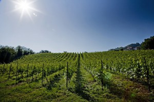 Tenuta Carbognano