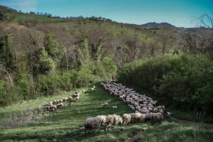 Azienda Agricola Il Buon Pastore