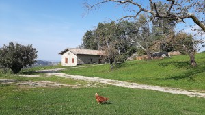 Agriturismo Tizzano