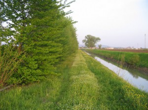 Azienda Agricola California - produzione e vendita Farina di mais Maranelo