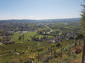 Azienda agricola Tenuta San Gallo