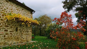 Agriturismo Selvadonica