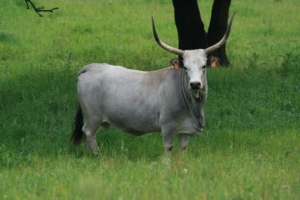 I piaceri della Maremma