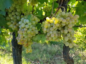 Azienda Agricola Podere L'Uccellare