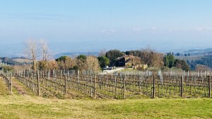 Azienda Agricola Pietralta