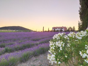 Az. Agr. BIO Terre di creta di Carubia Patrizia