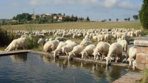 Caseificio la Magione