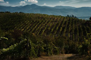 Fattoria Terranuova