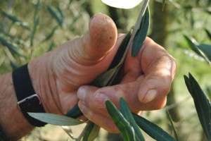 Santella Azienda Olearia