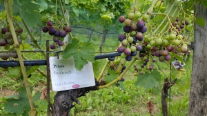 Weingut Lieselehof