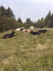 Azienda agricola ALLE PLAGNE 