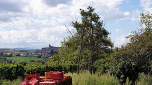 Azienda vitivinicola Spallacci Giordano