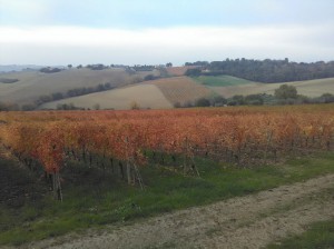 Azienda Vitivinicola Orlando Olivetti