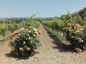 Azienda Agricola Ceci Enrico