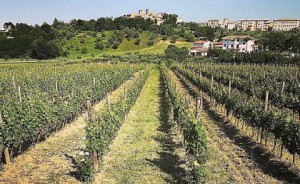 Azienda Agricola Vignamato