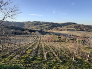 Azienda Agricola Scacciapensieri