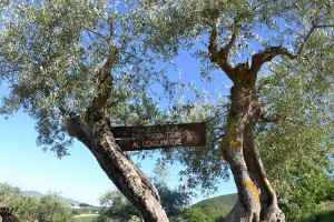 Azienda Agricola Martino Sargenti