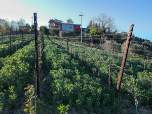 Azienda Agricola Cameli Irene