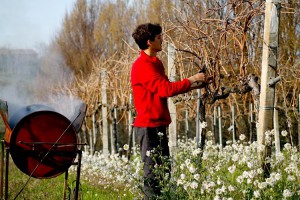 Maria Pia Castelli Societa' Agricola Semplice