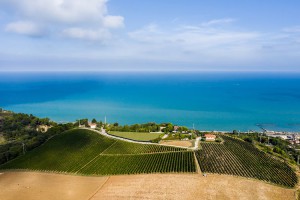 Terra Fageto Vini e Vigneti