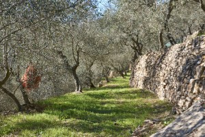 Azienda Agricola Dinoabbo