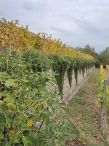 azienda agricola Bruna Riccardo