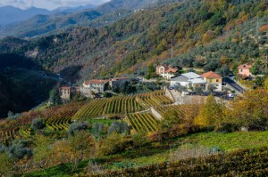 Azienda Agricola Paolo Deperi