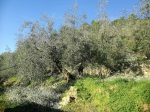 Azienda Agricola La Rocca