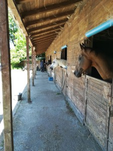 Azienda Agrituristica Le Pecore Nere