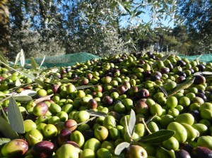 Azienda Agricola Lucchi e Guastalli