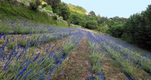 Azienda Agricola La Lavanda di ARnico