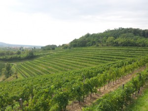 Pighin Aziende Agricole In Friuli